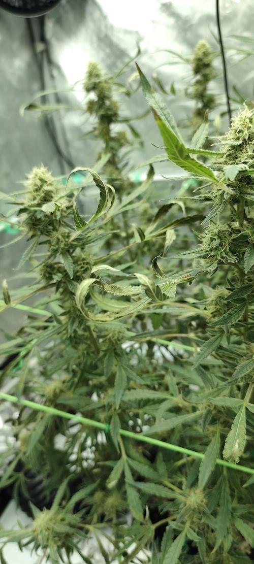 Dognabis#024P. Week 17