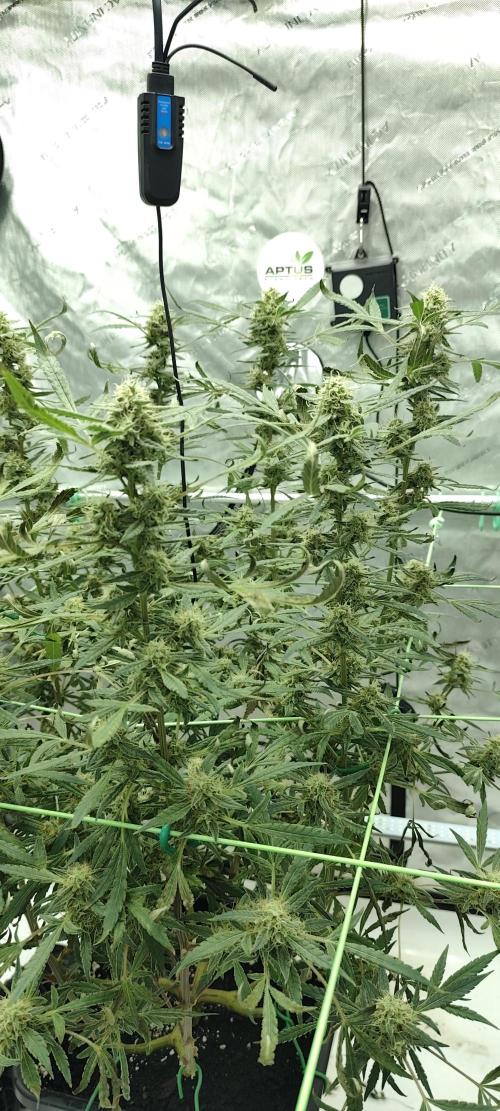 Dognabis#024P. Week 17