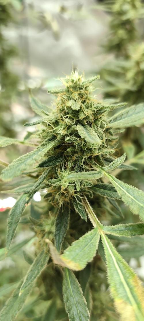 Dognabis#024P. Week 19