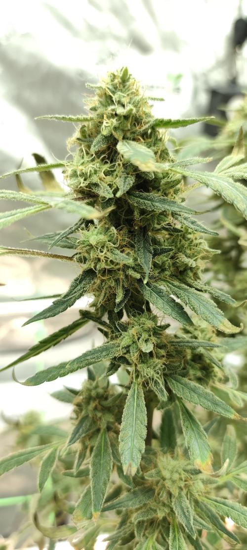 Dognabis#024P. Week 19