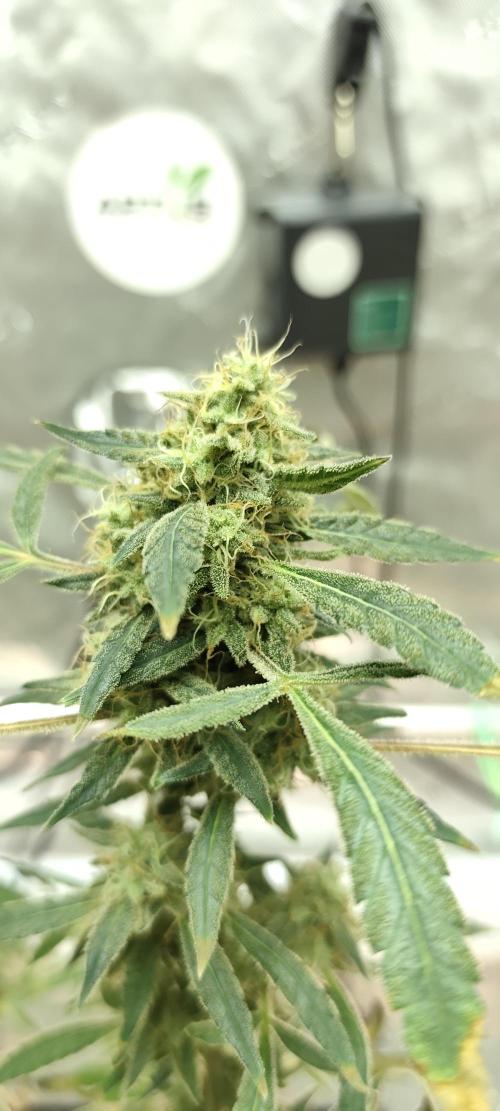 Dognabis#024P. Week 19