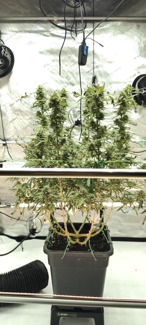 Dognabis#024P. Week 19