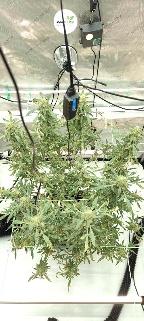 Dognabis#024P. Week 19