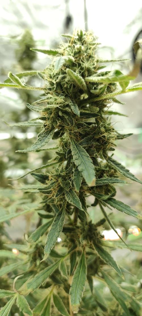 Dognabis#024P. Week 19