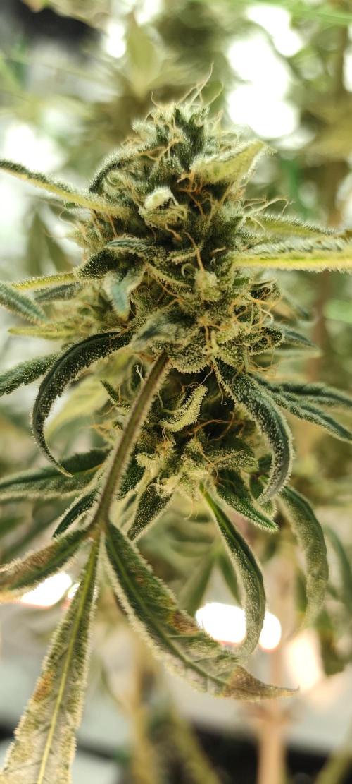 Dognabis#024P. Week 19