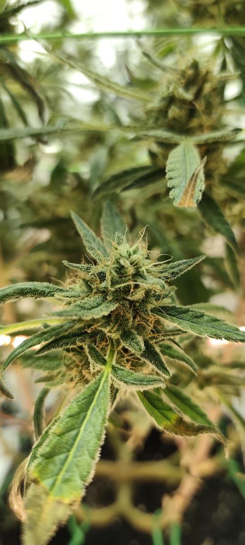 Dognabis#024P. Week 19