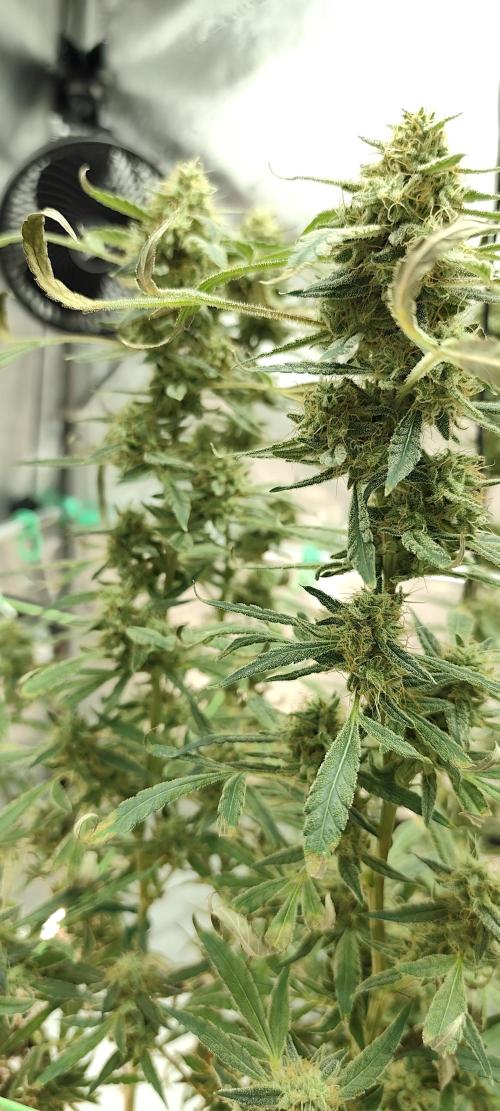 Dognabis#024P. Week 19