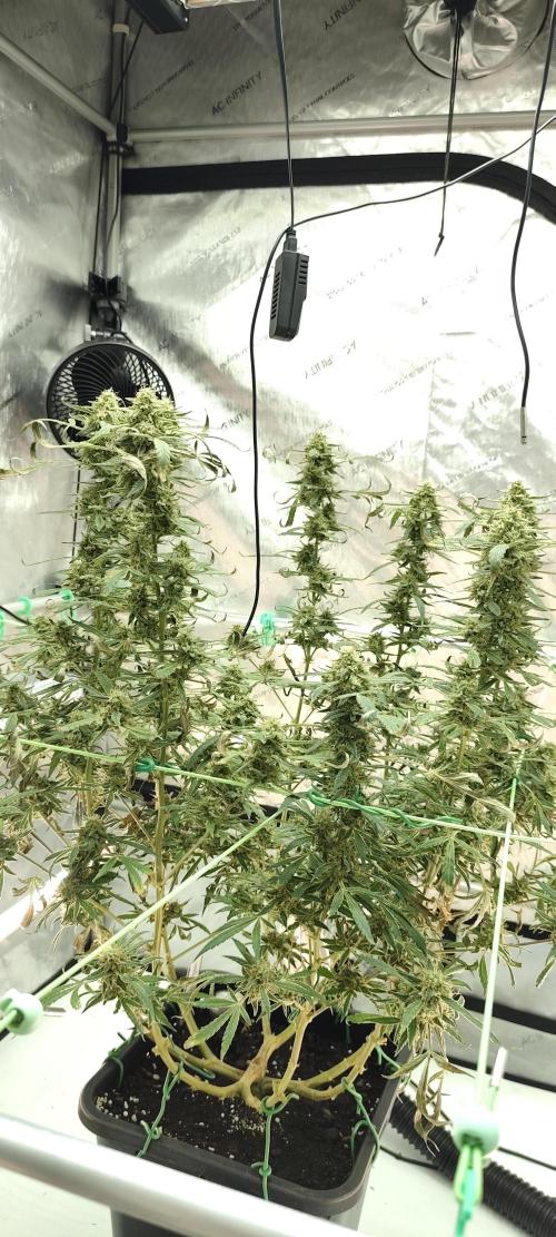 Dognabis#024P. Week 19