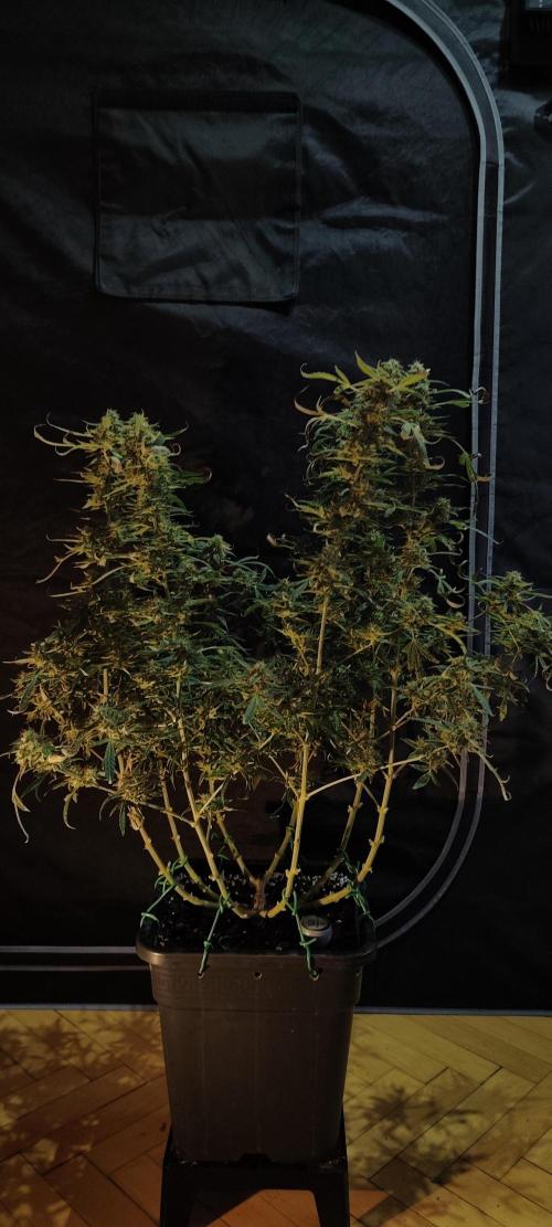 Dognabis#024P. Week 19