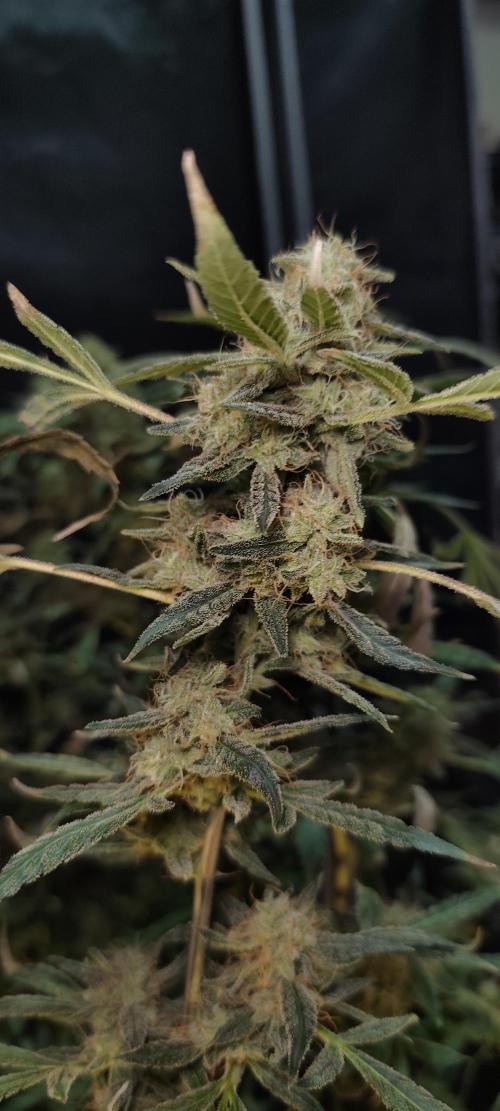 Dognabis#024P. Week 19