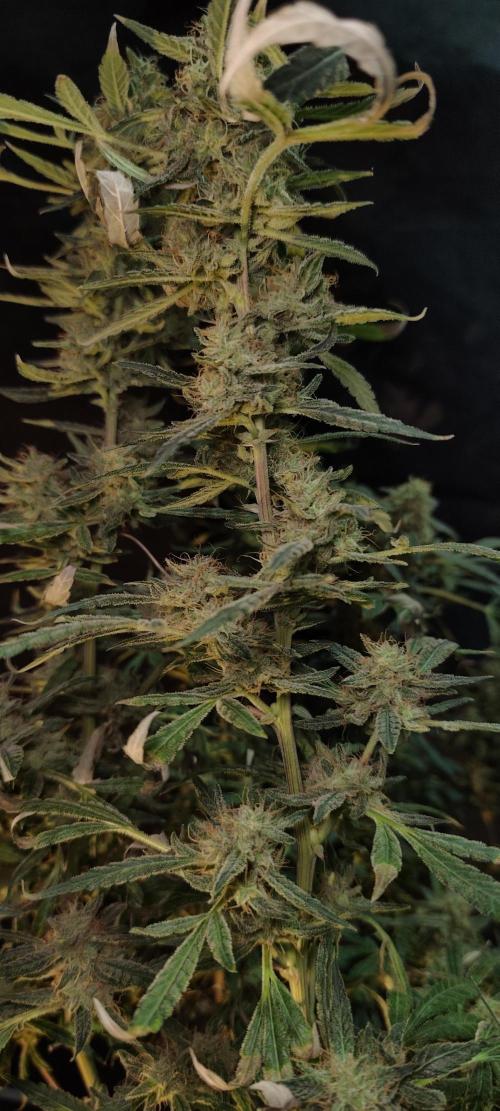 Dognabis#024P. Week 19