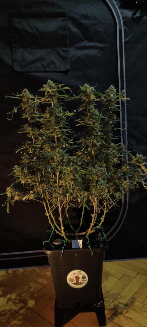 Dognabis#024P. Week 19