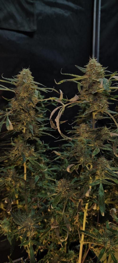 Dognabis#024P. Week 19