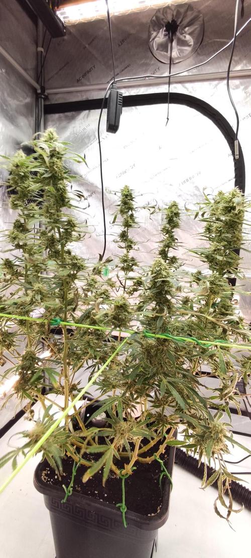 Dognabis#024P. Week 18