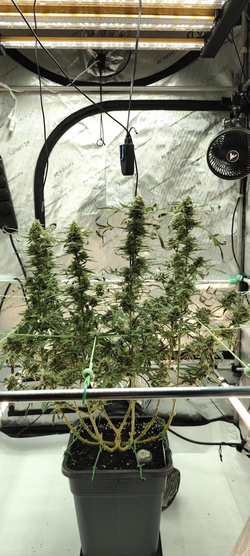 Dognabis#024P. Week 18