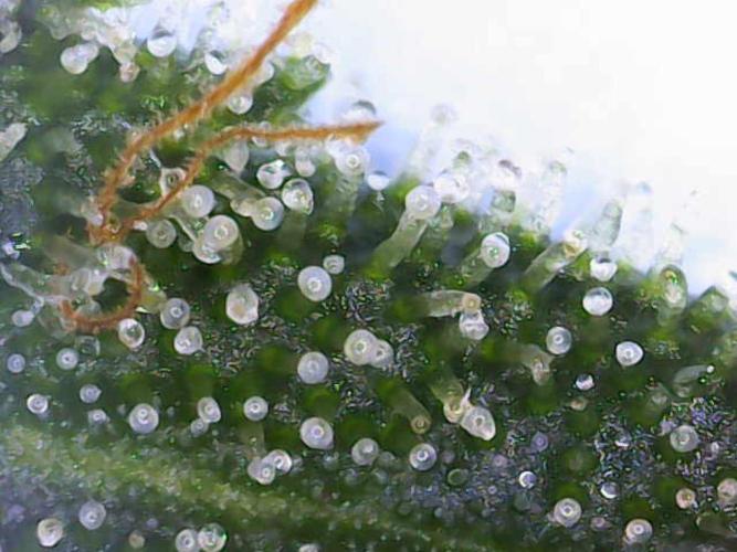 Dognabis#024P. Week 18