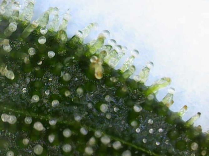 Dognabis#024P. Week 18