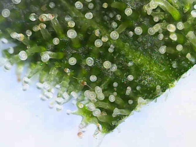 Dognabis#024P. Week 18