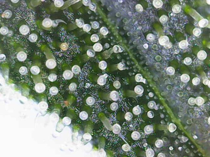 Dognabis#024P. Week 18