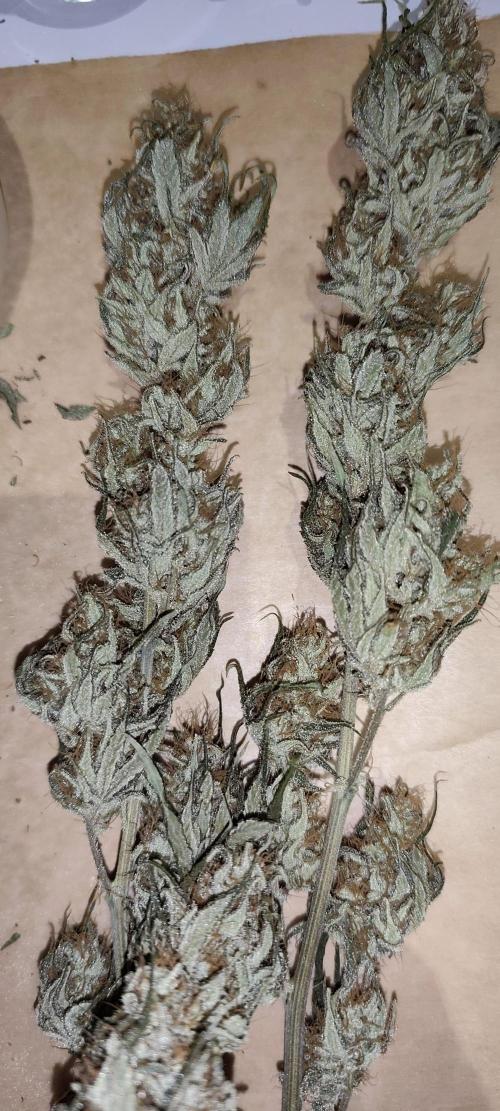 Dognabis#024P. Week 18