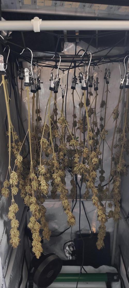 Dognabis#024P. Week 18