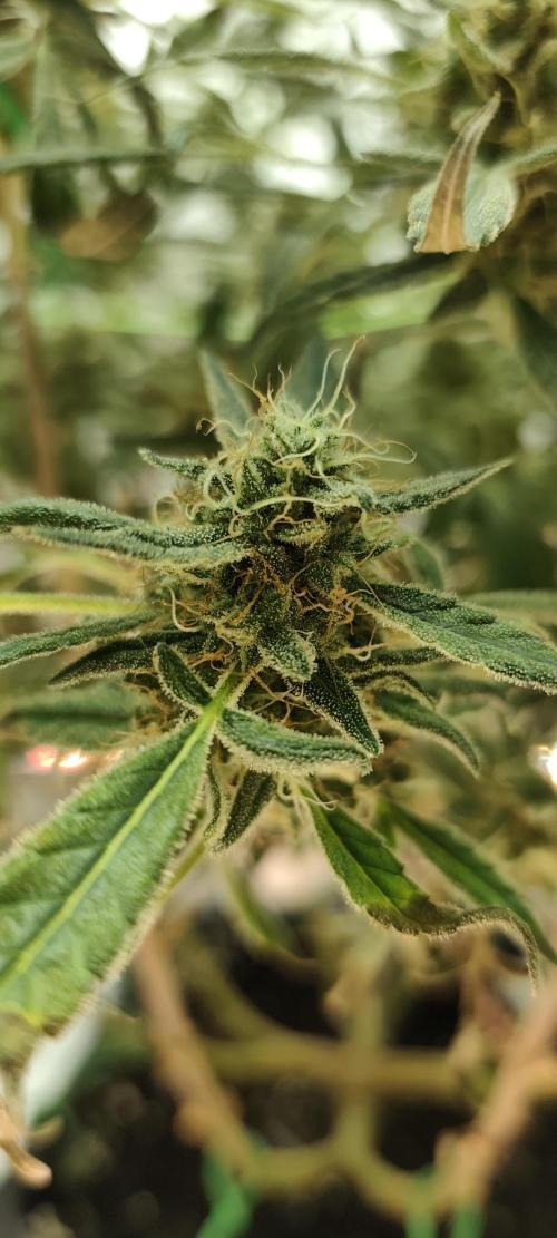 Dognabis#024P. Week 18