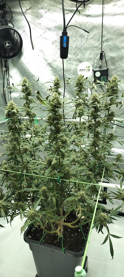 Dognabis#024P. Week 18