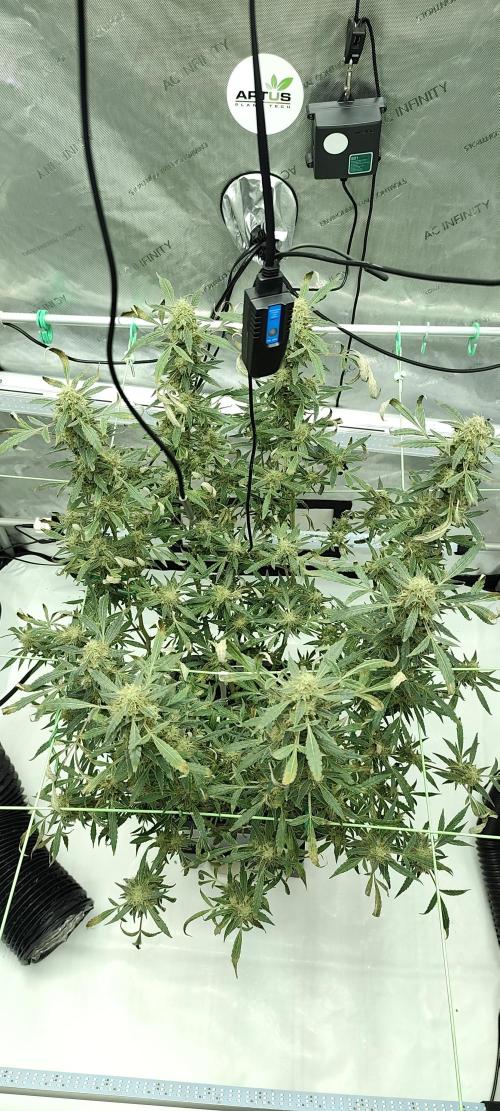 Dognabis#024P. Week 18