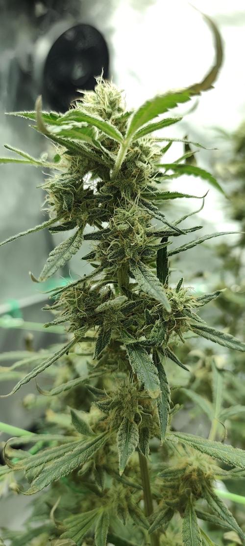 Dognabis#024P. Week 18