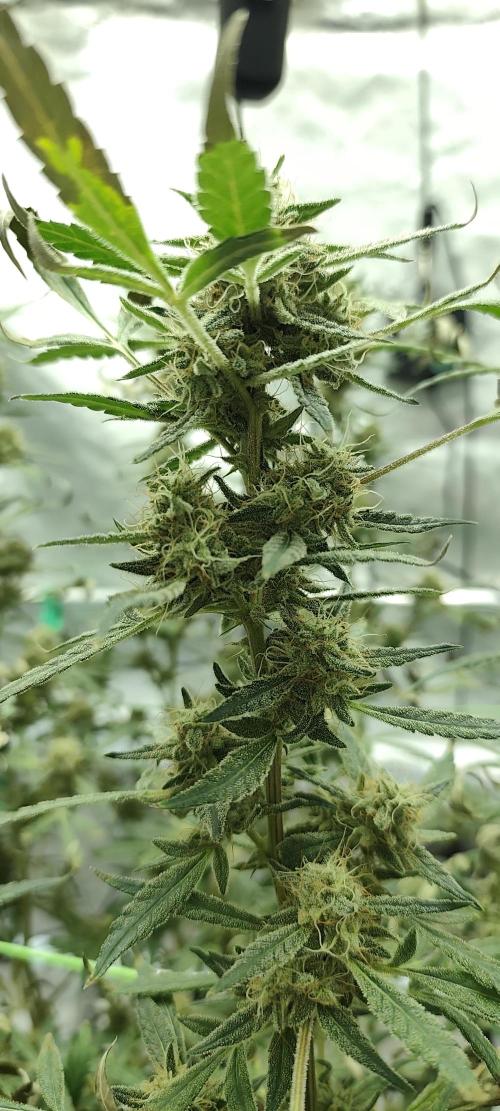 Dognabis#024P. Week 18