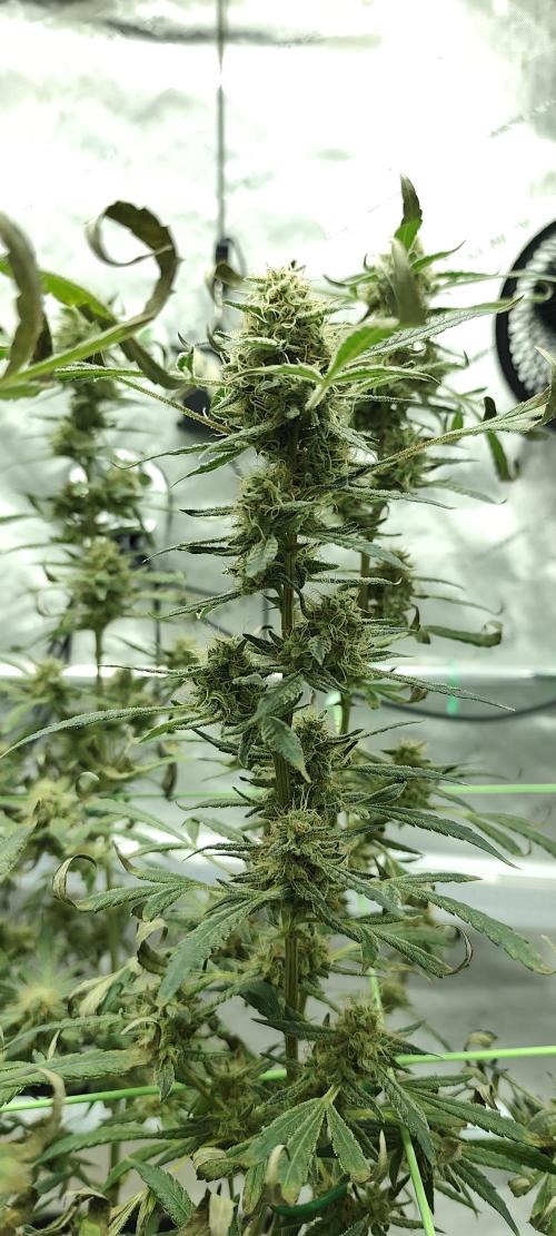 Dognabis#024P. Week 18