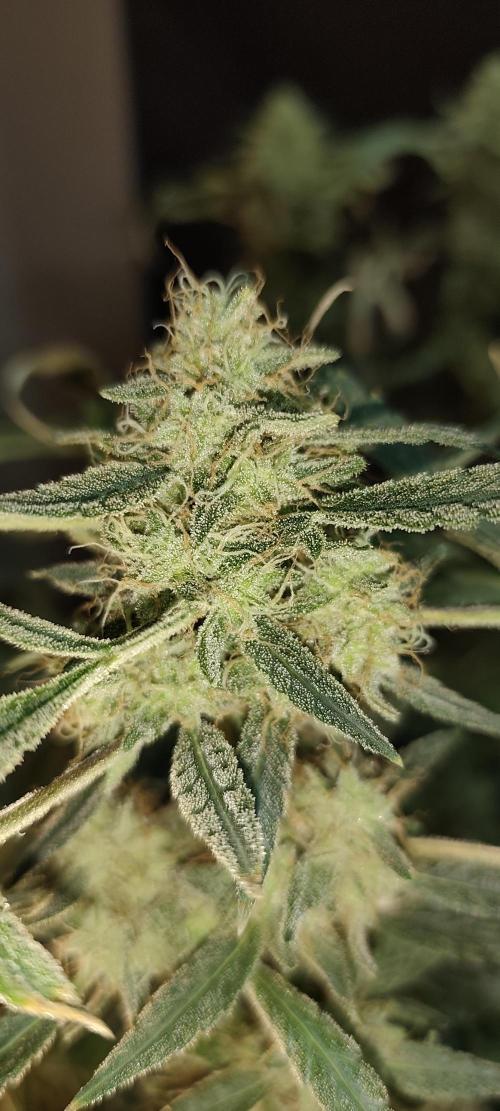 Dognabis#024P. Week 20