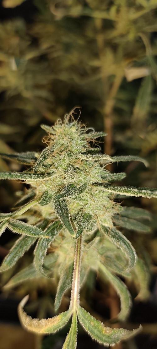 Dognabis#024P. Week 20