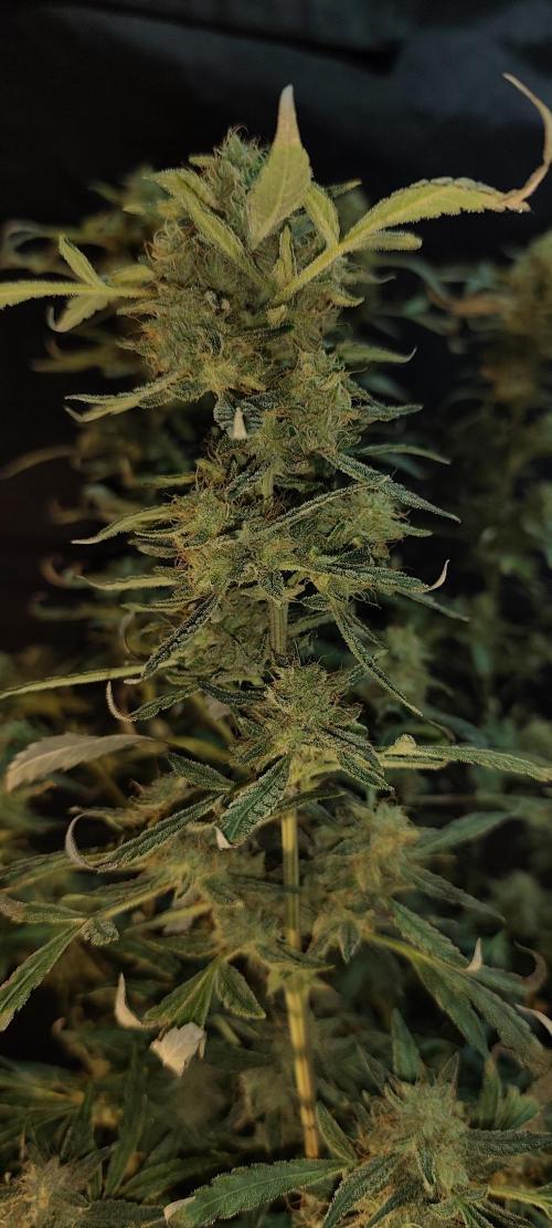 Dognabis#024P. Week 20