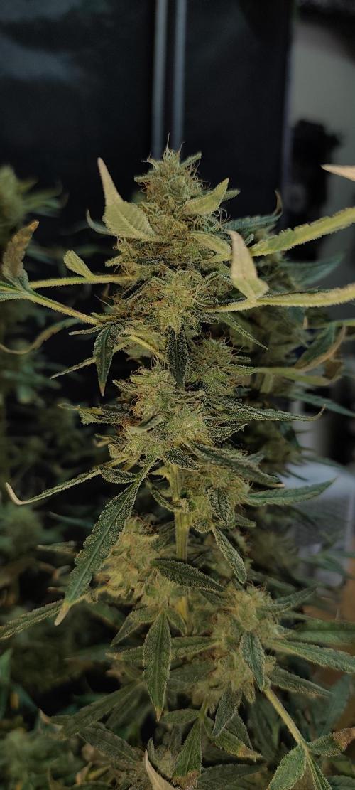 Dognabis#024P. Week 20