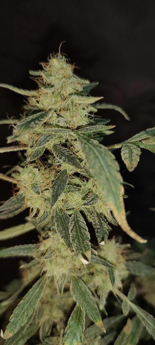 Dognabis#024P. Week 20