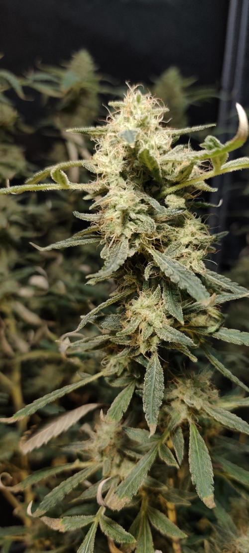 Dognabis#024P. Week 20