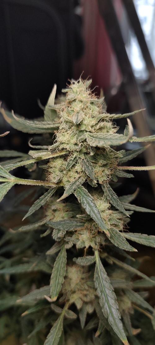 Dognabis#024P. Week 20