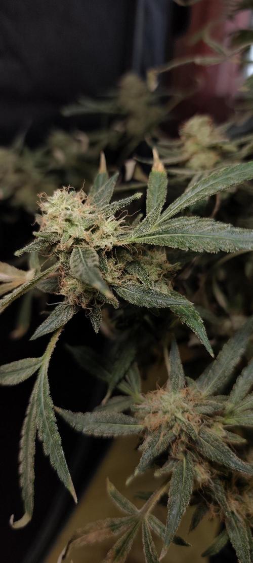 Dognabis#024P. Week 20