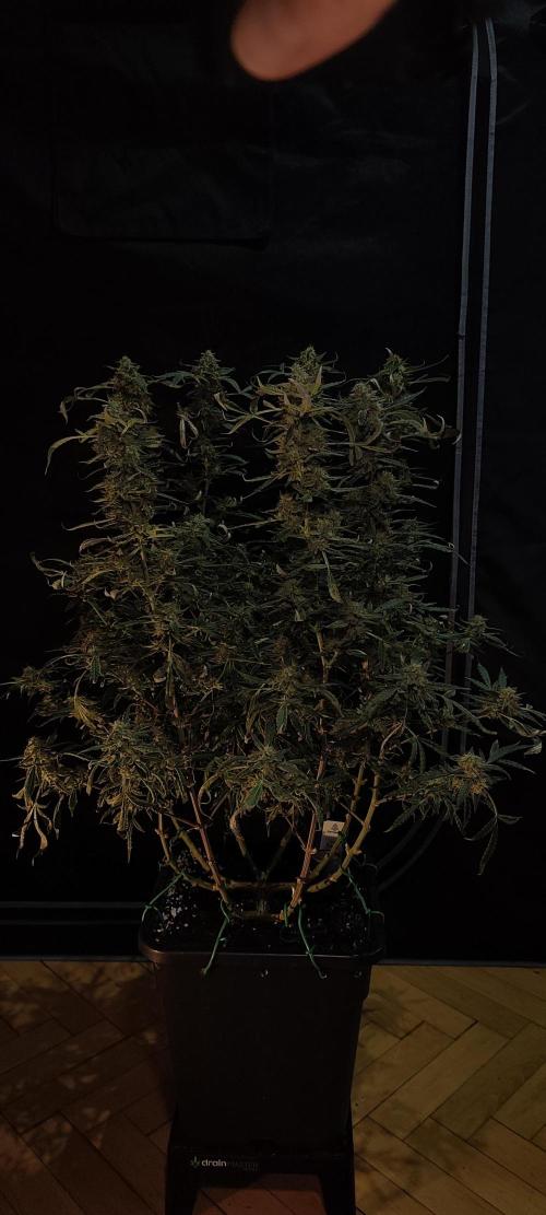 Dognabis#024P. Week 20