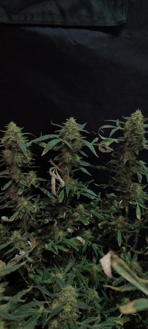 Dognabis#024P. Week 20