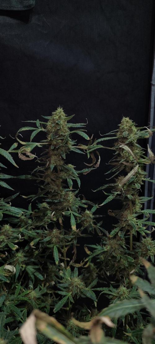 Dognabis#024P. Week 20