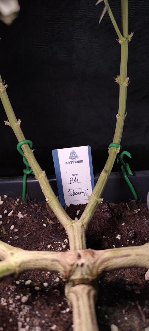 Dognabis#024P. Week 20