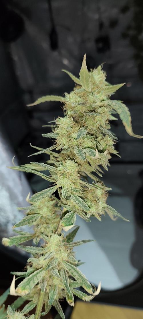 Dognabis#024P. Week 20