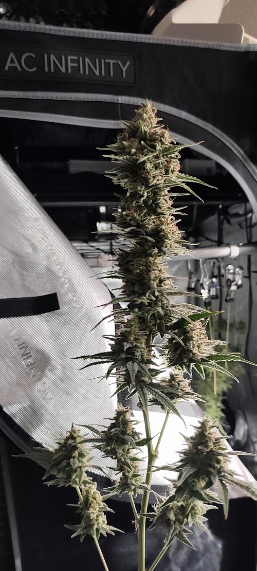 Dognabis#024P. Week 16