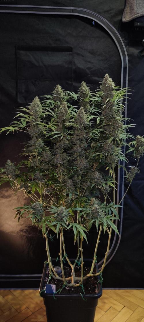 Dognabis#024P. Week 16