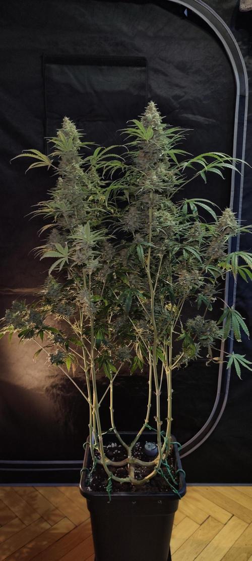 Dognabis#024P. Week 16