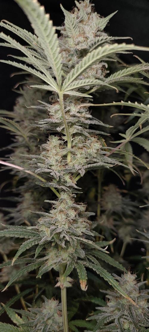 Dognabis#024P. Week 16