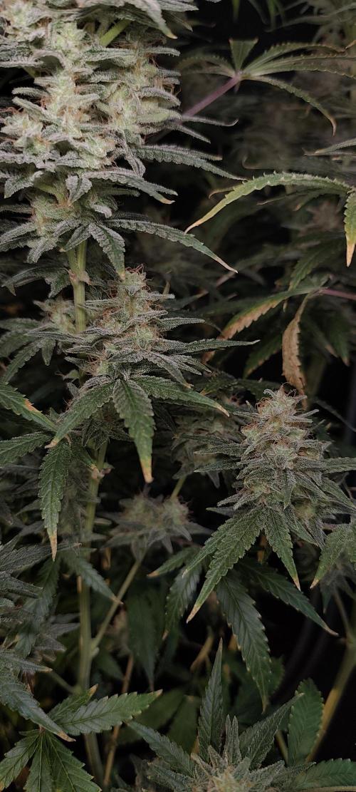 Dognabis#024P. Week 16