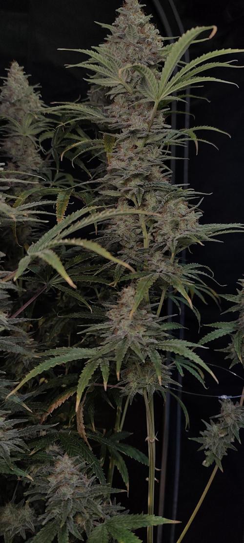 Dognabis#024P. Week 16